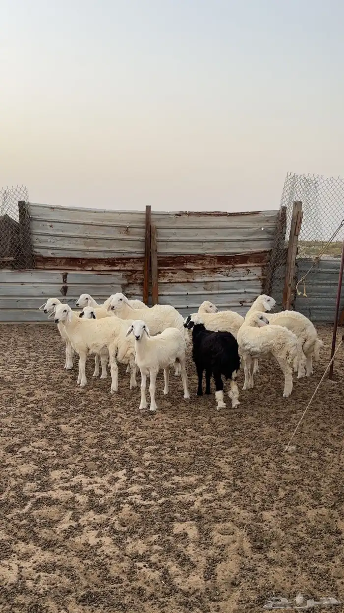 غنم حريات 5