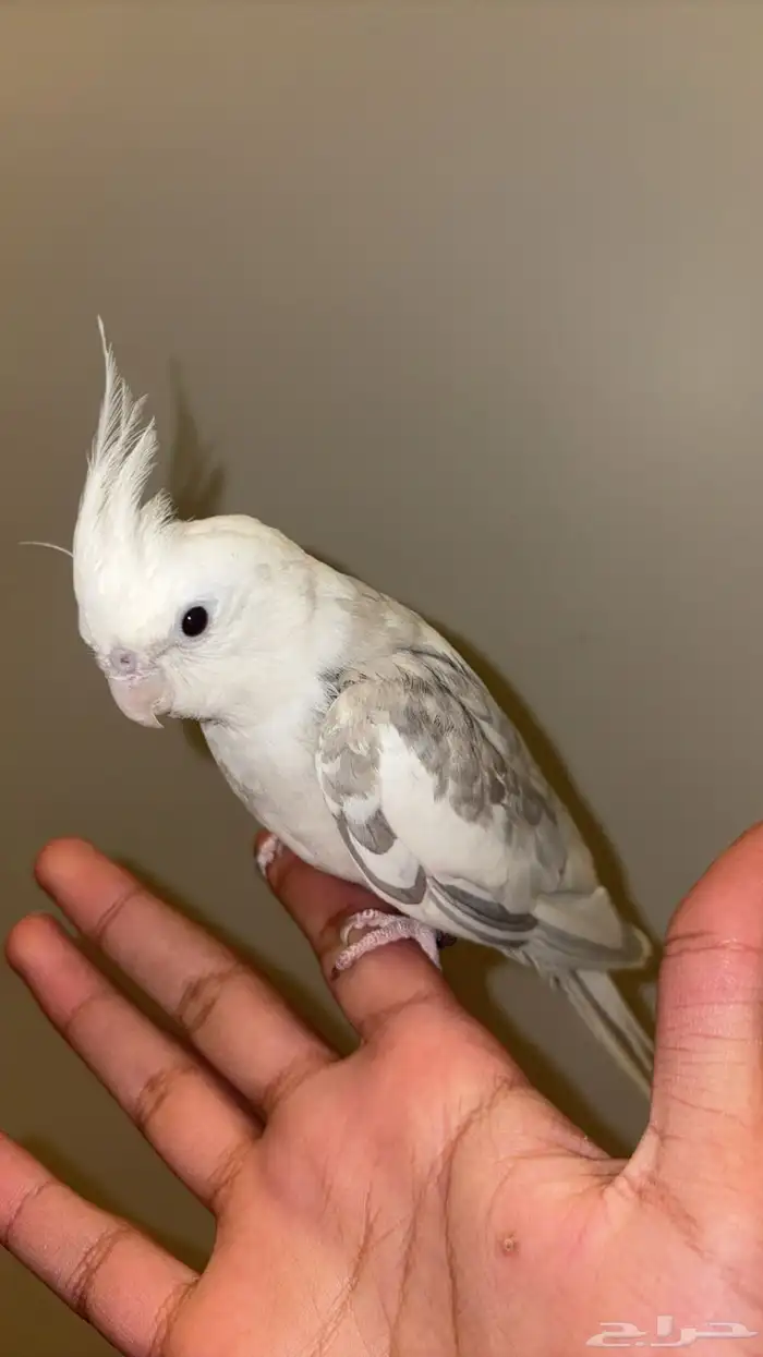 كروان البينو عمره سنه و5 شهور مع قفصه ب350 0