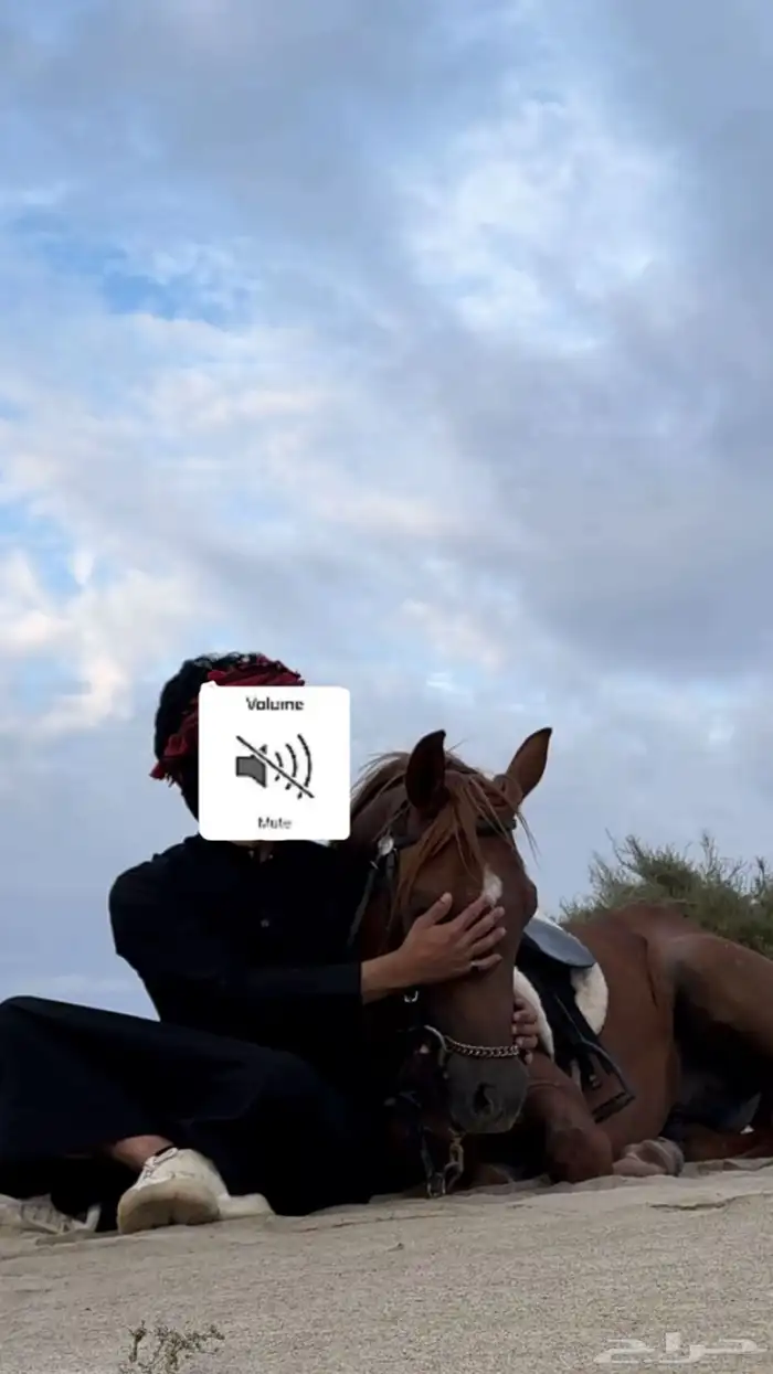 حصان للبيع 3