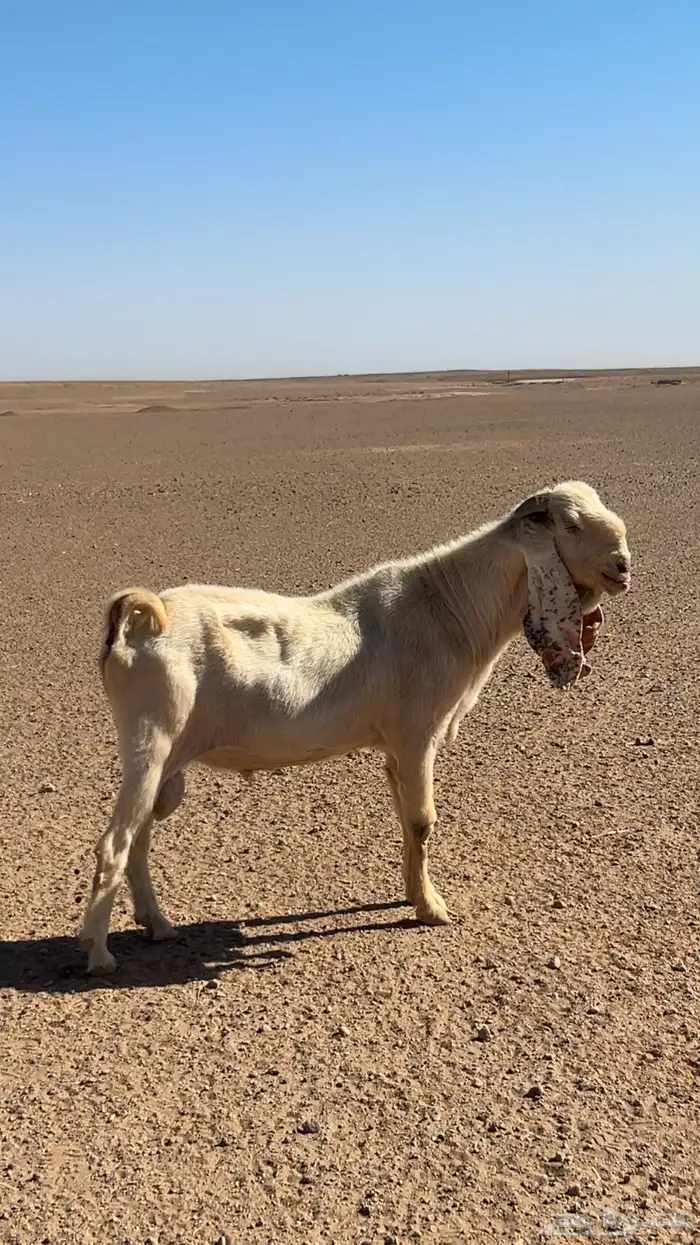 تيس فحل 1