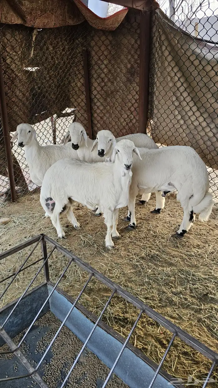 4 خرفان للبيع 0