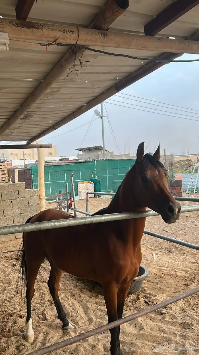 حصان شعبي 0