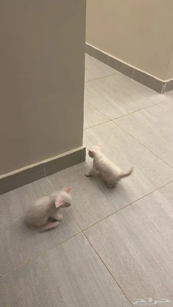 قطط للتبني 2