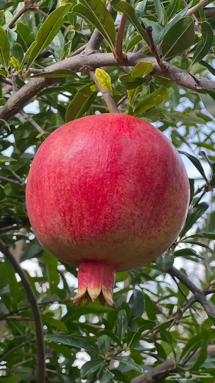 رمان طائفي من مزرعتي الخاصة في ( أبها ) 3