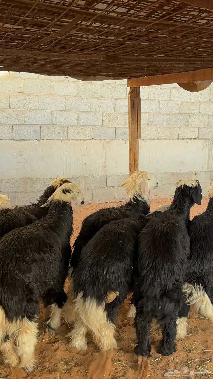 خرفان نجد ب 1450 19