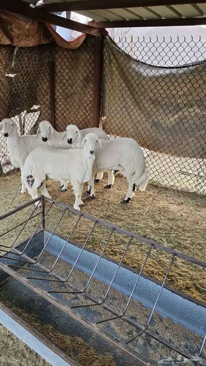 4 خرفان للبيع 2