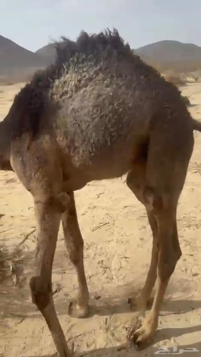 قعود لباني على حليب امه اثمان 3