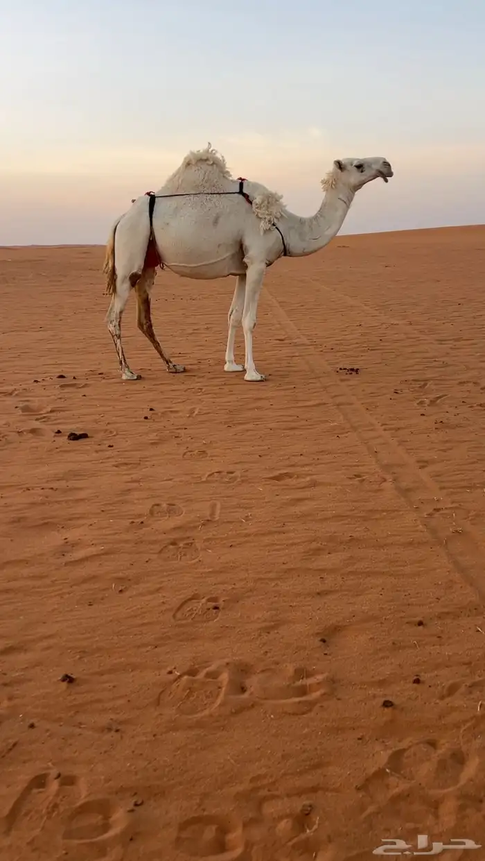 للبيع عشراء وضحا ناقة انتاج 0