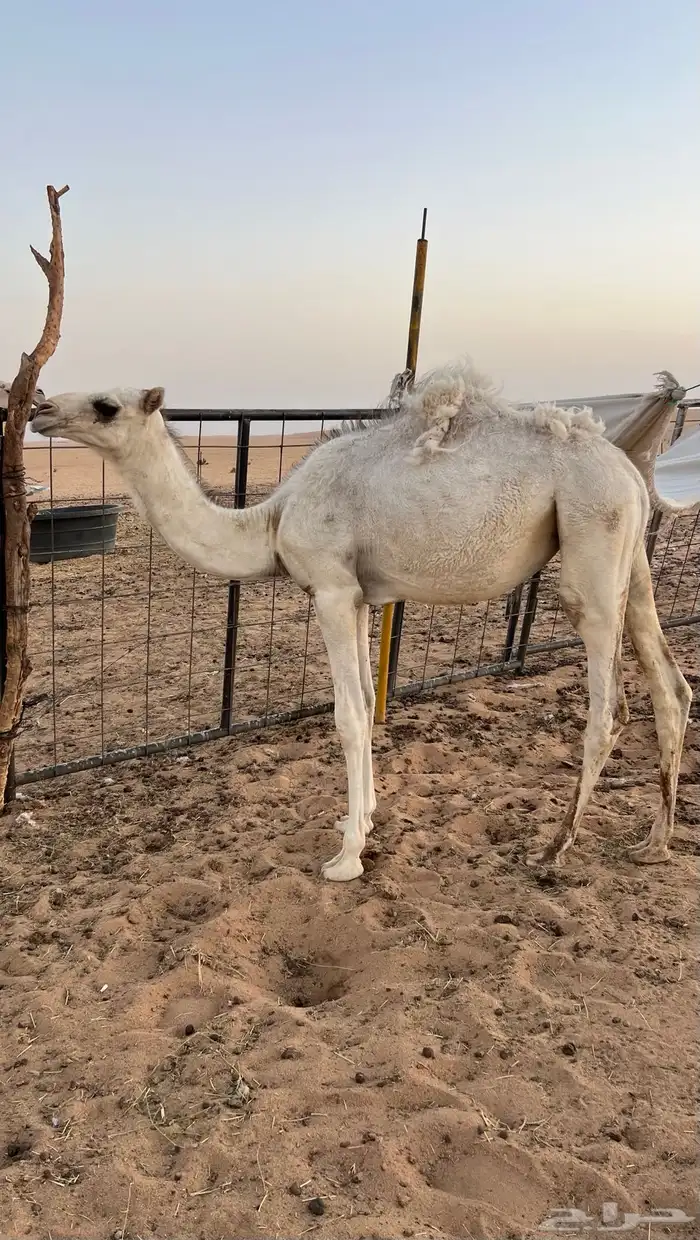 بكره للبيع 0