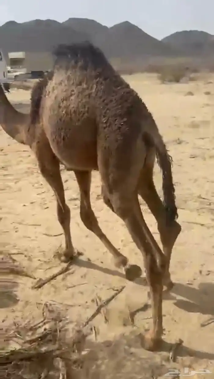 قعود لباني على حليب امه اثمان 0