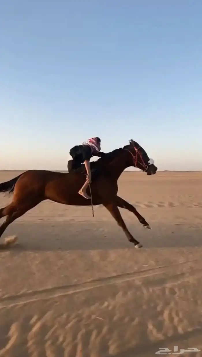 فرس سبوق 0