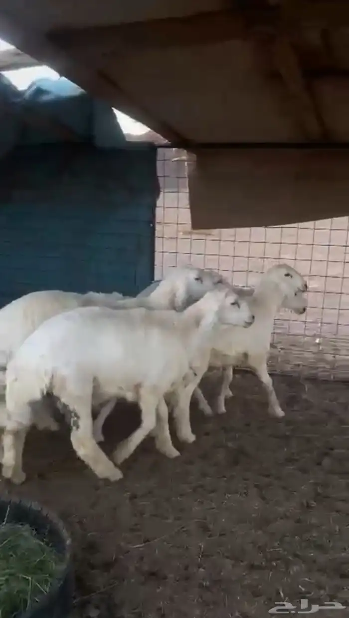 طليان خرفان شحم فل نظيفه شرط 1