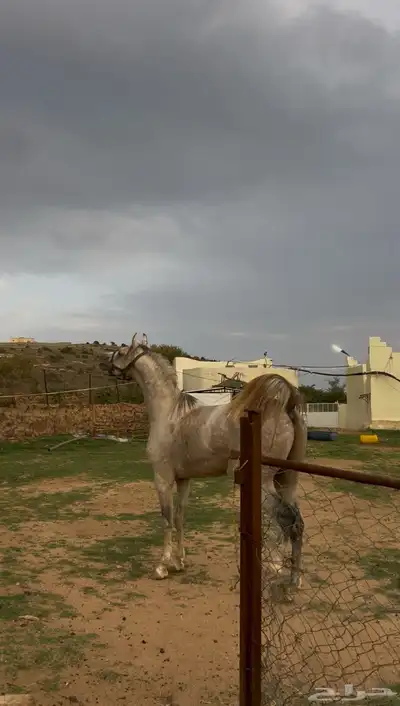 خيل كفو شيخخ index