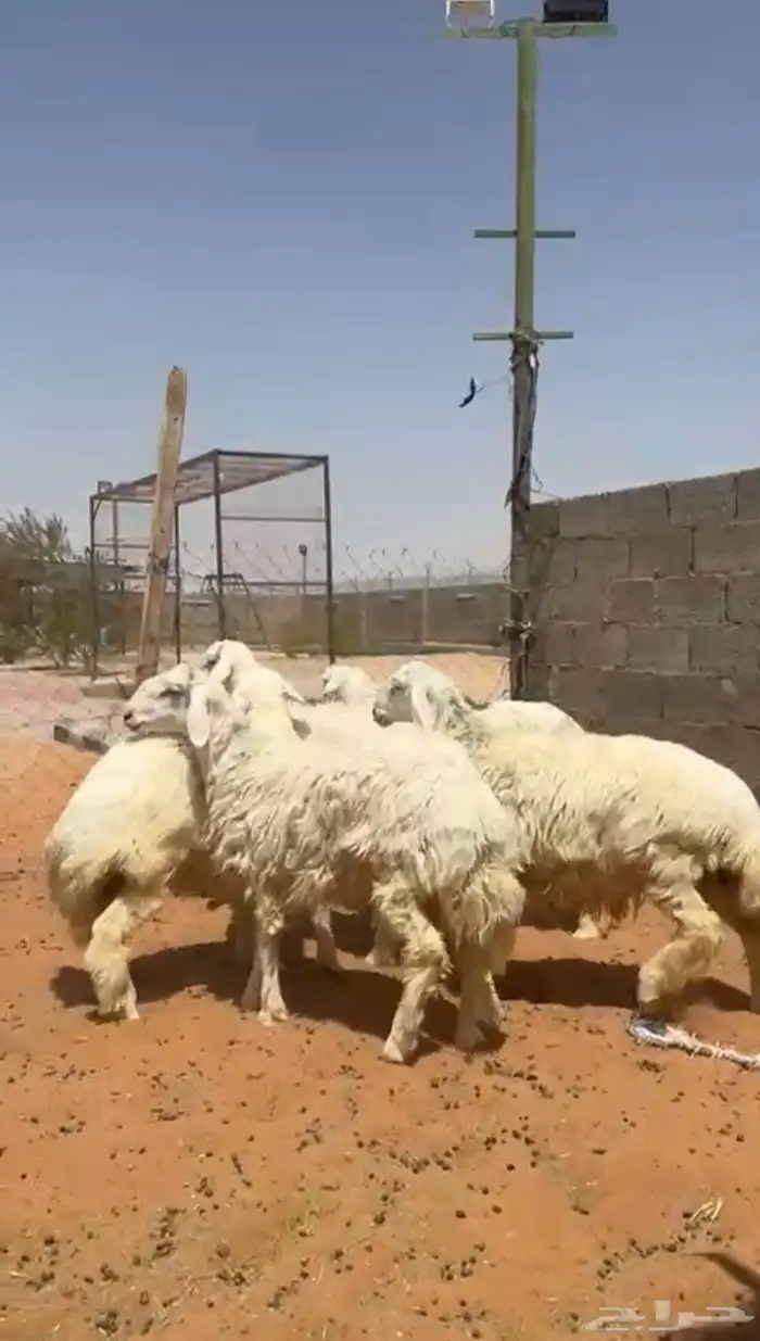 طليان حريات 1