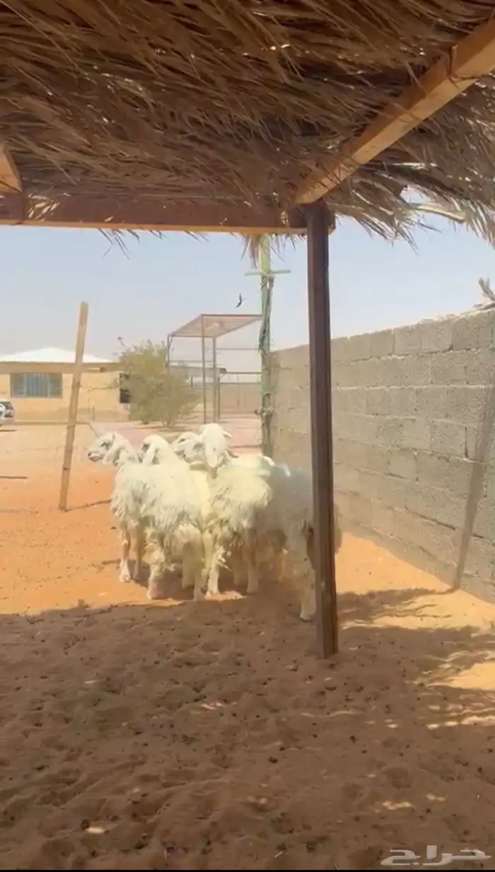 طليان حريات 3