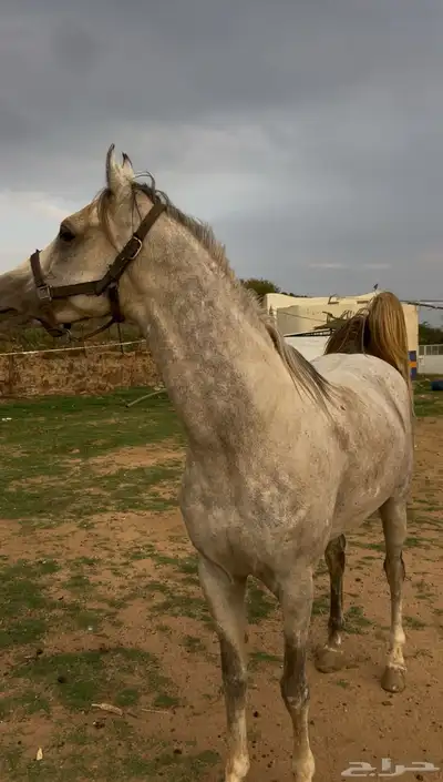 خيل كفو شيخخ index