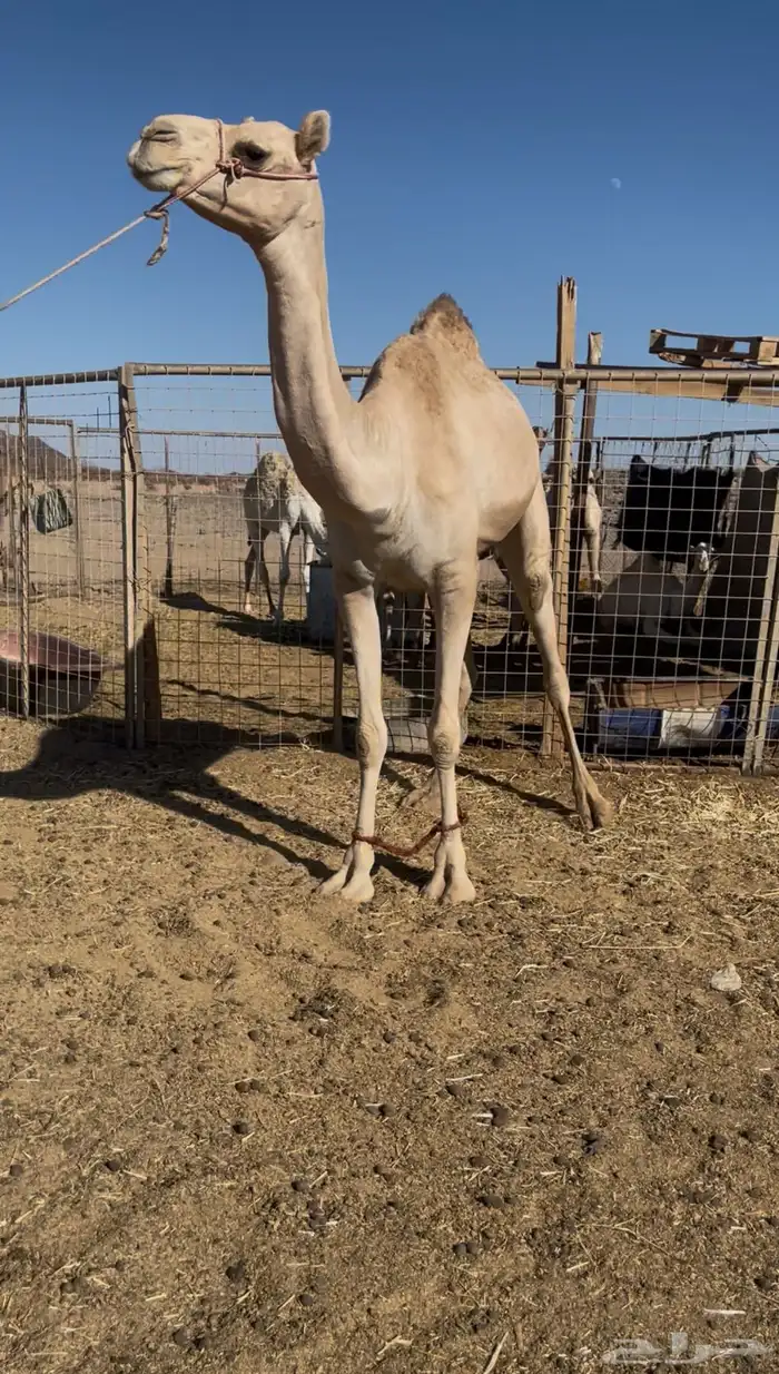 بكره ذلول اصيل ساس قوي 2