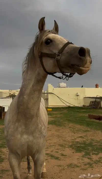 خيل كفو شيخخ index