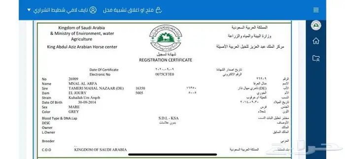 حصان 14
