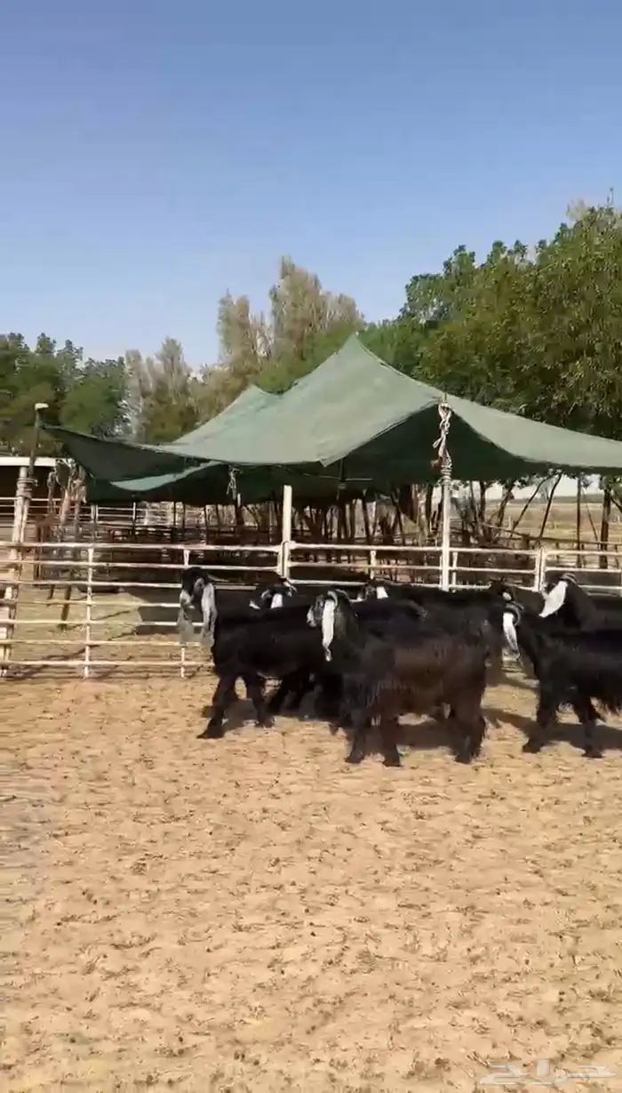 جفار عوارض طيبه 1