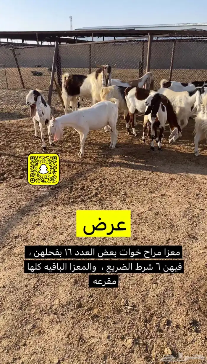معزا مراح 1