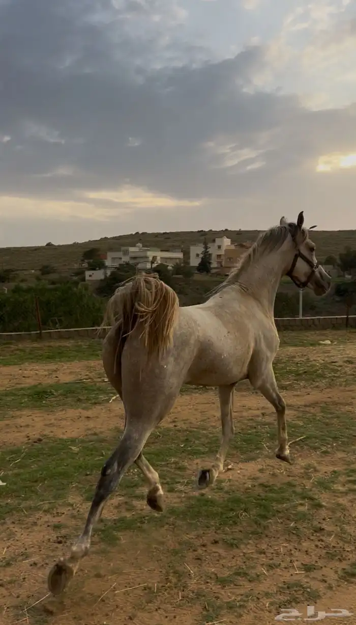 خيل كفو شيخخ 2