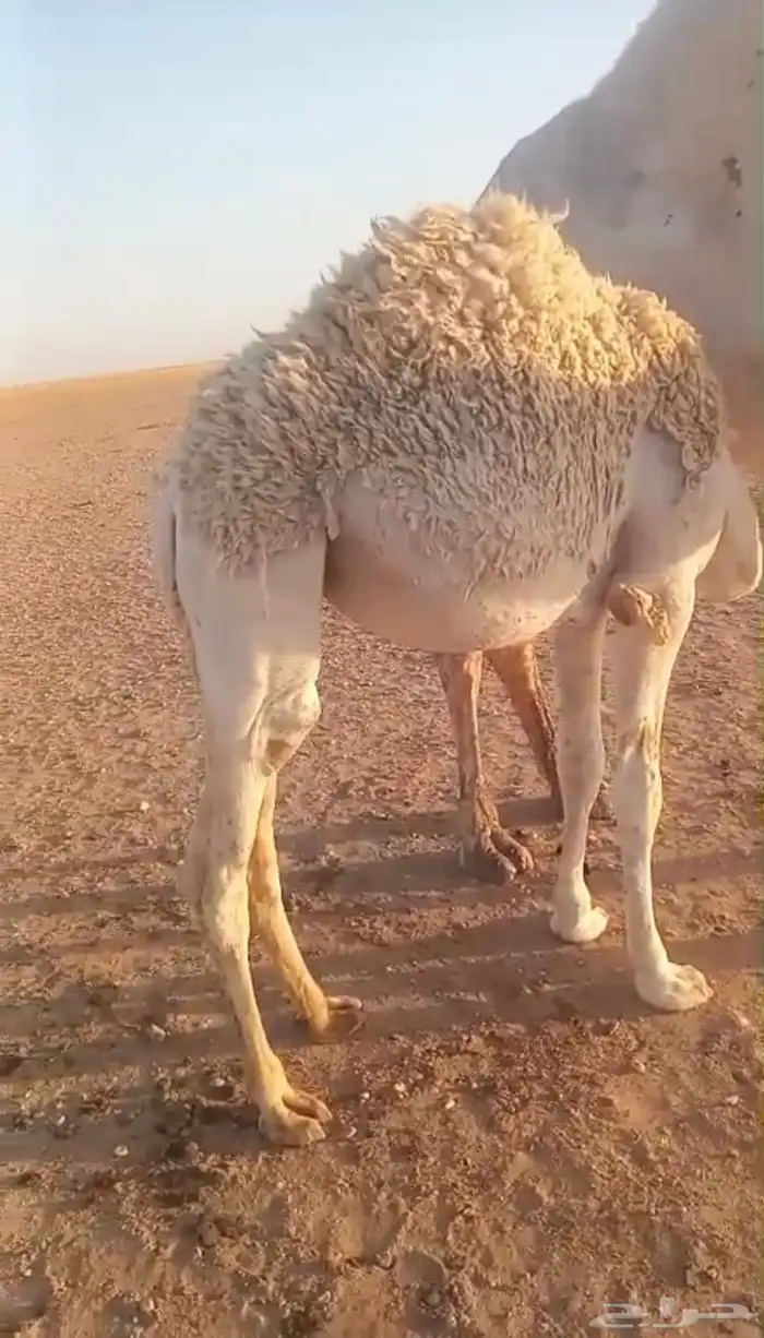 للبيع حاشي بكره بريه كفو عمرها من 7 شهور وفوق 1