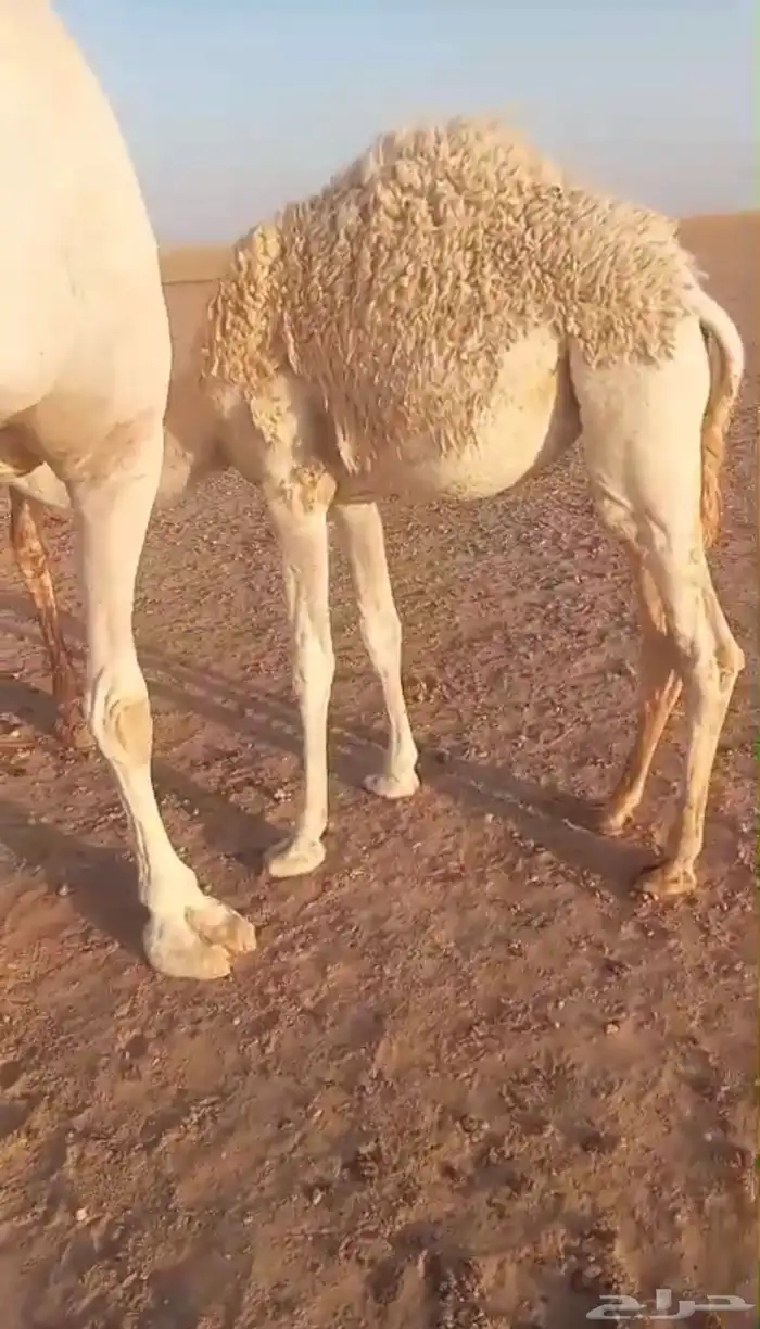 للبيع حاشي بكره بريه كفو عمرها من 7 شهور وفوق 2