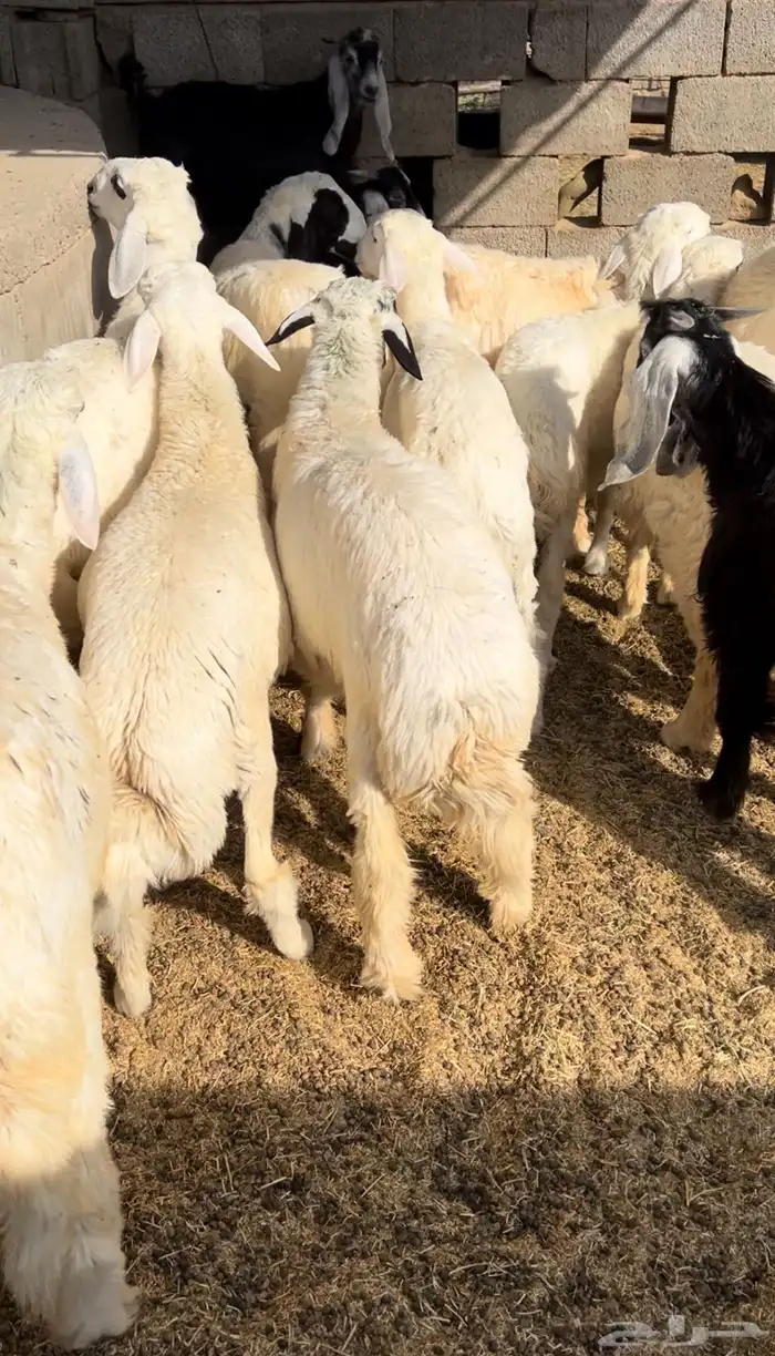 ذبايح - طليان-تيوس-ذبح وتوصيل-1050-1350- 1