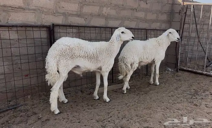 فحول حريات مشروطه 2