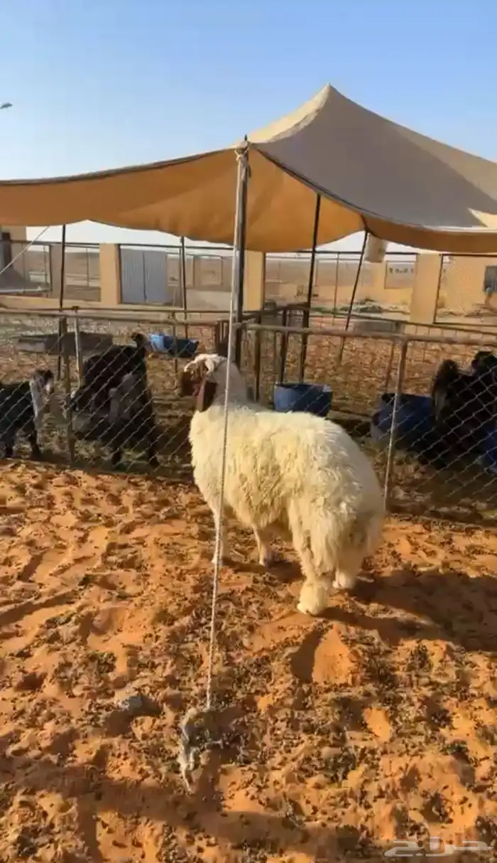 خروف طيب عمره 6 شهور ونص طيب ظهره فل 2
