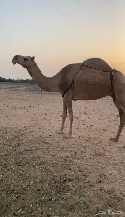 ناقه حمراء ضروبة معزول حاشيها شرط index