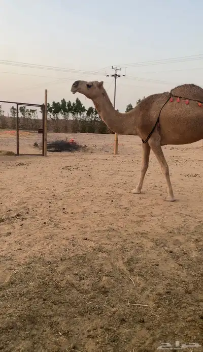 ناقه حمراء ضروبة معزول حاشيها شرط index