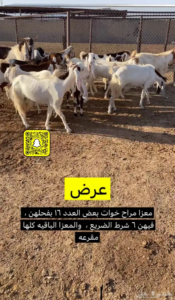 معزا مراح 2