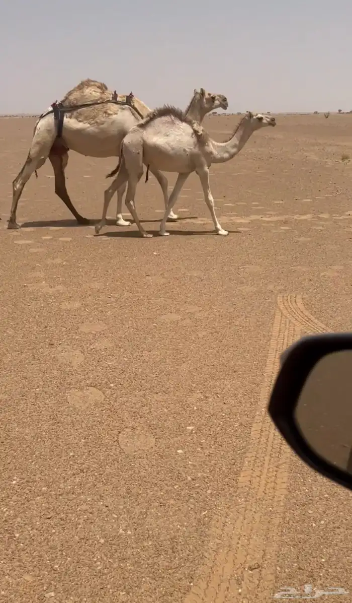 ابل 0