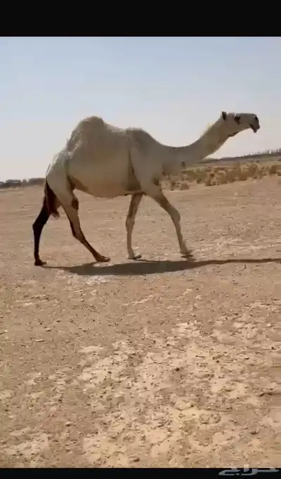 ضريبه وضحا كفو رمانيه 0