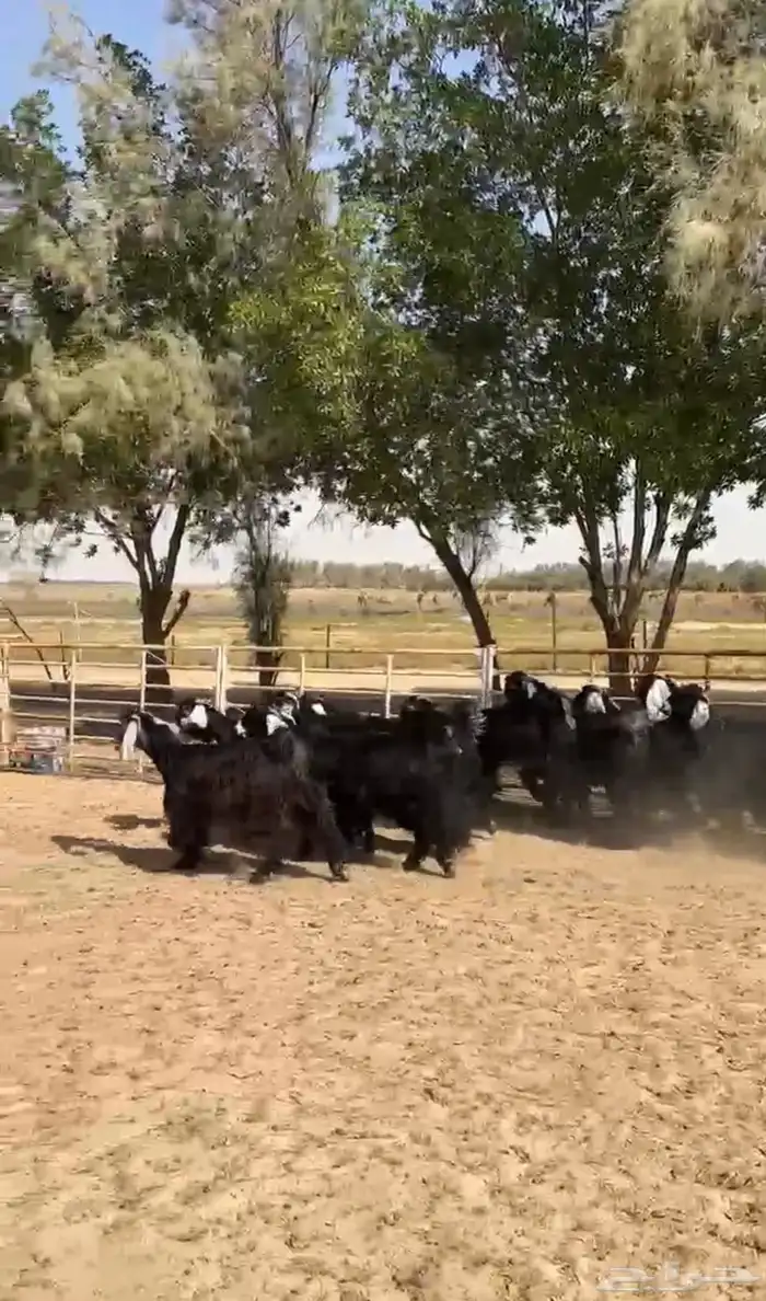 جفار عوارض طيبه 3