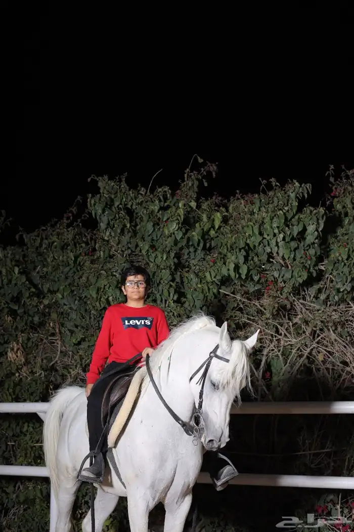 فحل للبيع 4