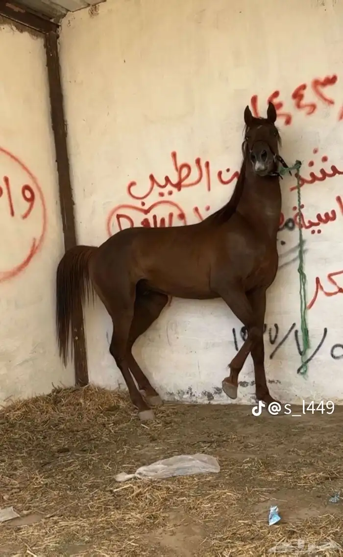حصان شعبي سبوق وطرب العمر6سنوات 1