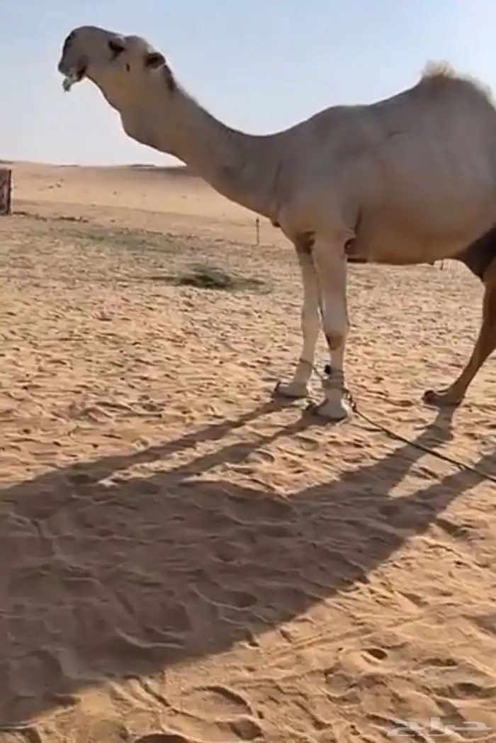 باتلي قعود 2