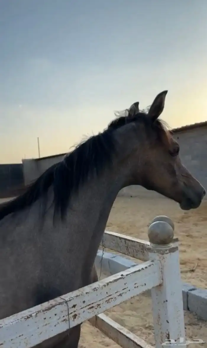 مهر عربي مزيييون بكامل اوراقه 3