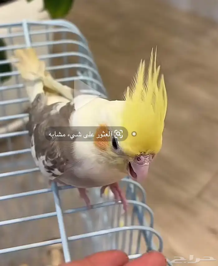 مطلوب فرخ كروان مثل هذا ألوان الطير بالضبط ويكون أنثى 0