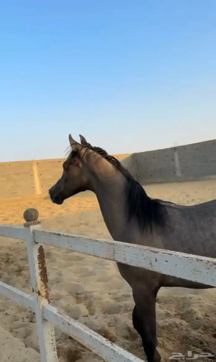 مهر عربي مزيييون بكامل اوراقه 4