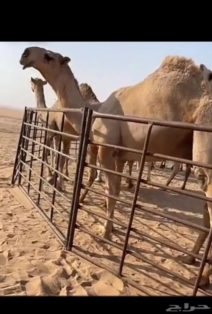 باتلي قعود 1