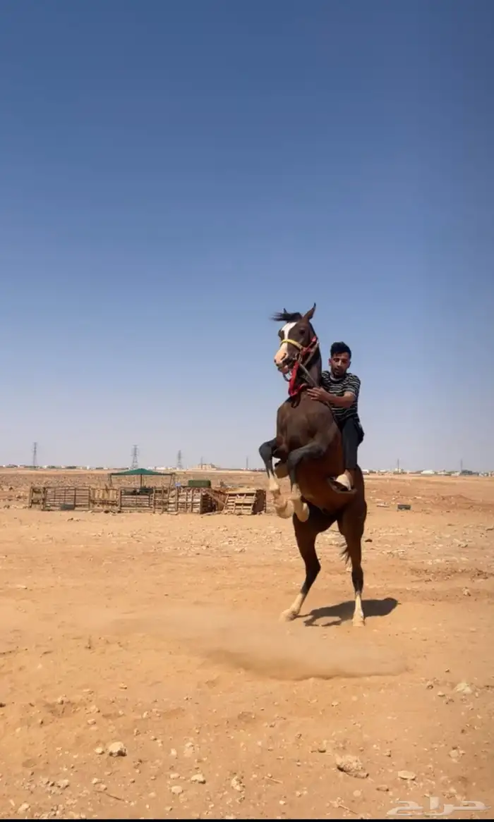 حصان شعبي توه معسوف 2