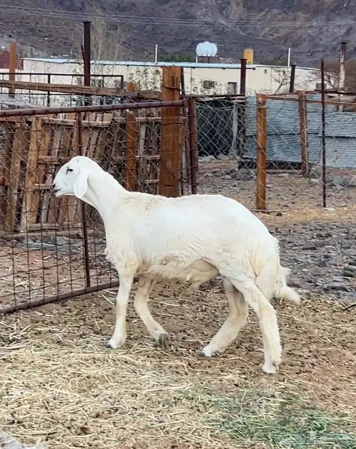مشروع فحل حري صنف 2