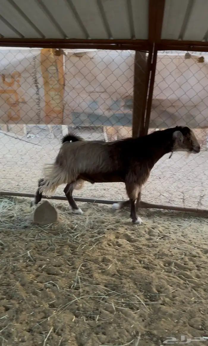 تيس فحل 1