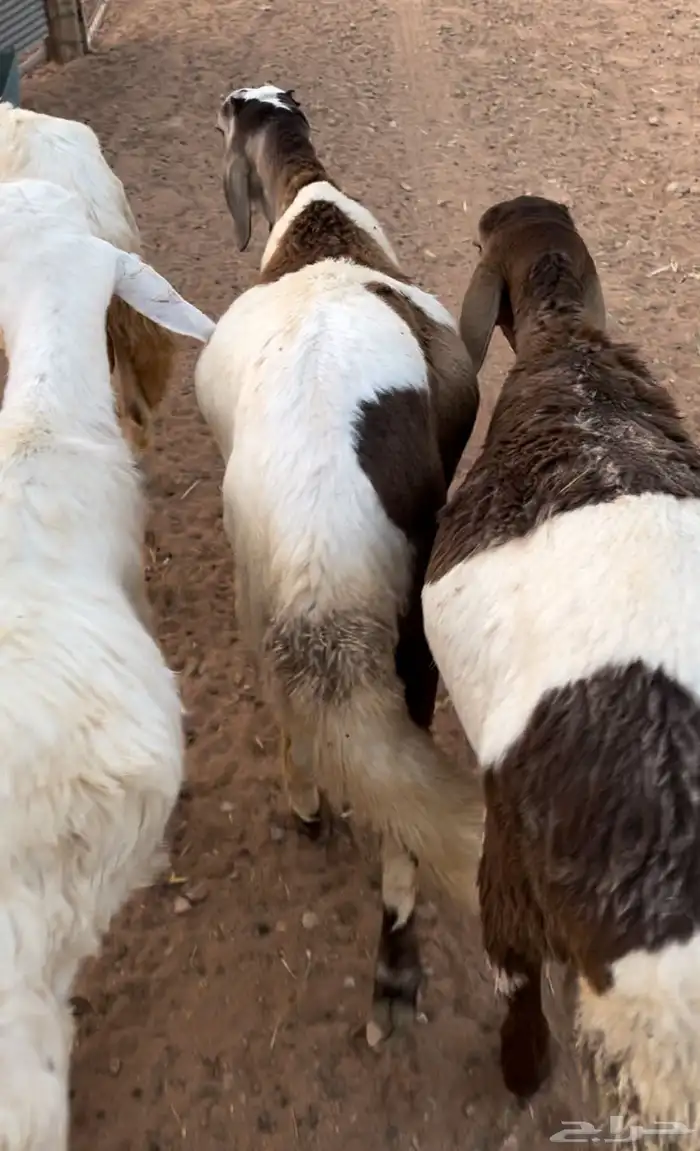 سواكني جذعان ونعيمي 0
