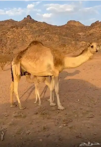 خلفه ثنو 0