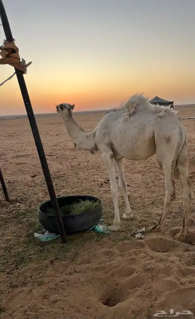 بكره للبيع index